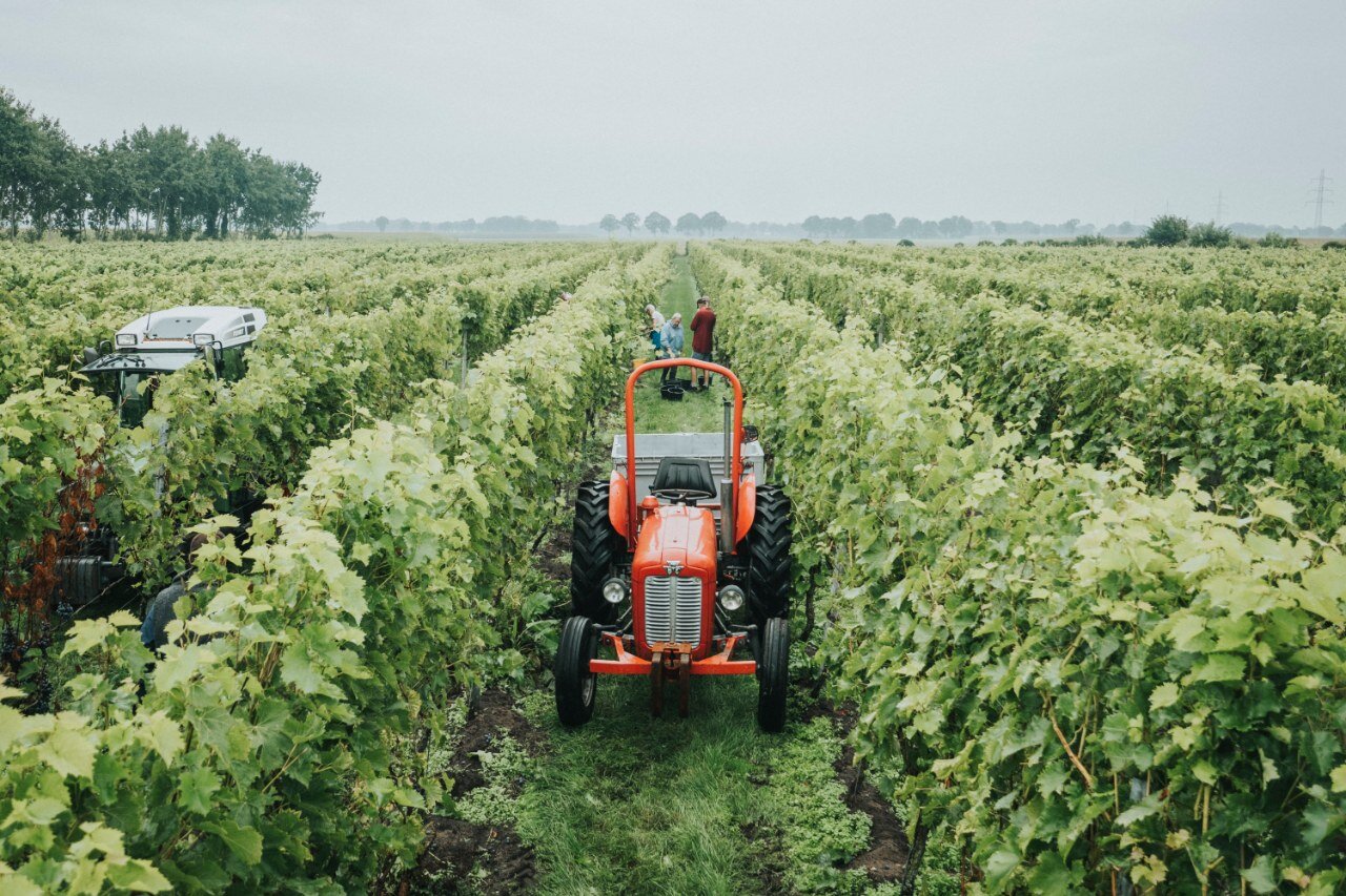 Wijnstok cadeau kopen - Afbeelding 3