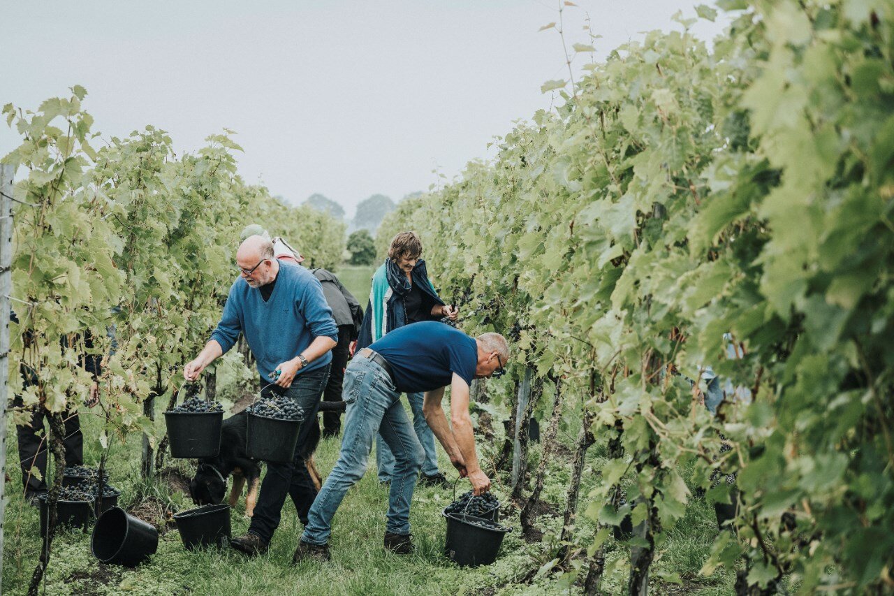 De druivenoogst in volle gang